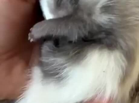 Petting stopped, petting must not stop