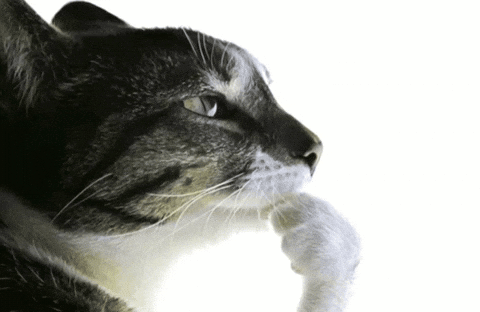 Cat Think