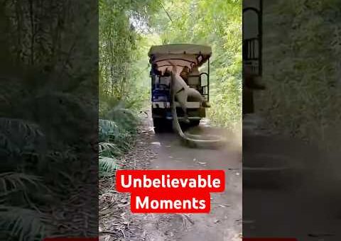 Incredible Animal Moments Caught on Camera