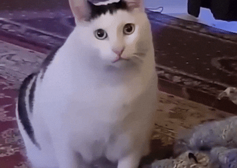 Cat Fun GIF by Black Roses Playing Cards