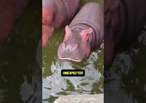 The Most Incredible Animal Moments Ever Recorded