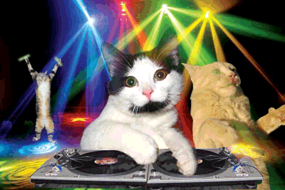 cat disco