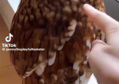 Owls: A Compilation