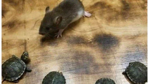 ninja turtles