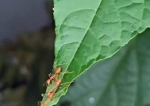 Weaver ants
