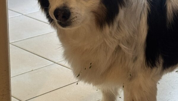 A photo of my dog Panko every day