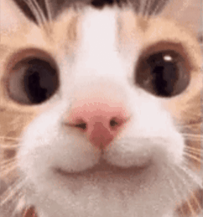Cat Chilling