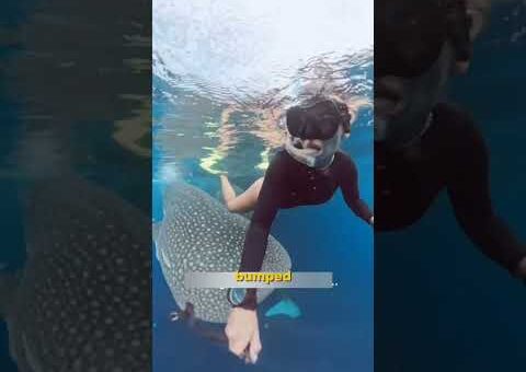 The Most Incredible Animal Moments Caught on Camera Ep. 1