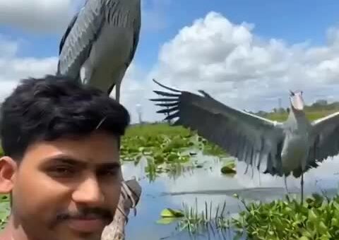 This place needs more Shoebills