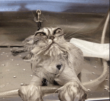 Cat Twitching