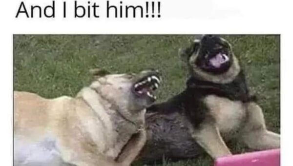 Its always the dogs