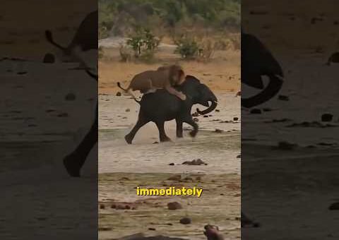 The Most Incredible Animal Moments Caught on Camera