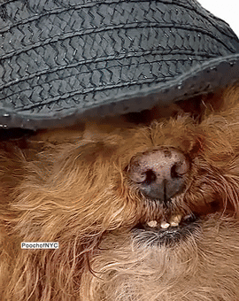 Dogs Smile
