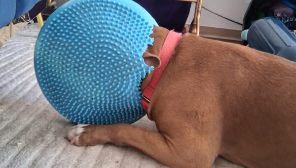 Foster dog Fia would like some quiet time, please