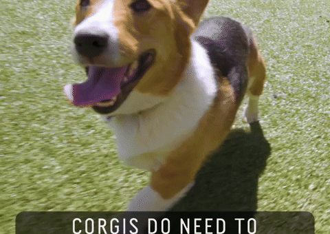 Dog Love GIF by 60 Second Docs