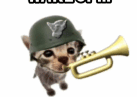 Wake Up Cat
