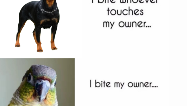 This is normal for birds