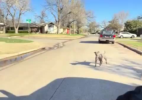 The police received the urgent call Mom and pups were attacking people