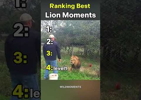4 Craziest Lion Moments Caught on Camera