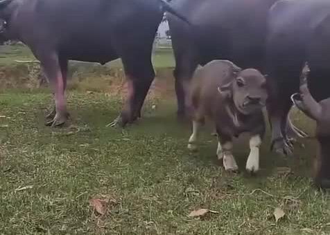 I got you this short video of a baby water buffalo. You’re welcome!