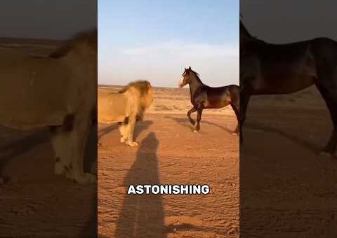Unexpected Animal Moments Caught on Camera