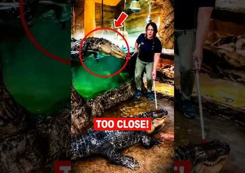 The Most Shocking Animal Moments Ever Caught on Camera 😱 Part-1