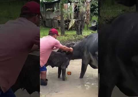 7 Unbelievable Animal Moments Caught on Camera 😱🐾 #shortvideo #animals