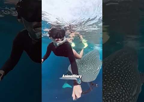 Most incredible moments ever caught on camera #animals #hindi #wildliferescue