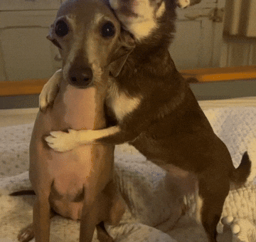 Dogs Embracing