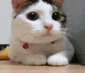 No Way Cat