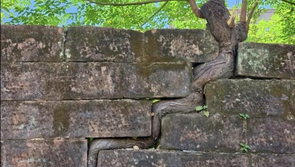Proof that life will always find a way, no matter the obstacles. Brescia, Italy