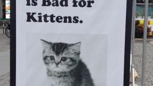 It’s not good for kittens