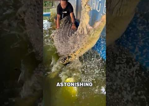 The Most Astonishing Animal Moments Caught On Camera