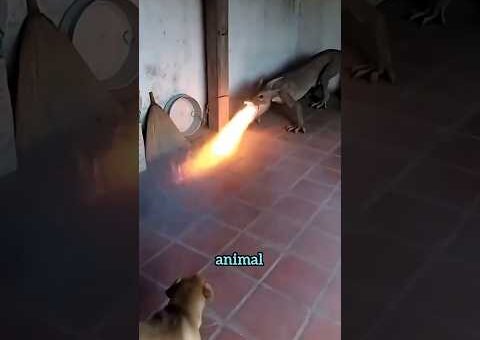 Amazing Moments Caught on Camera 😱 #animals #animalworld