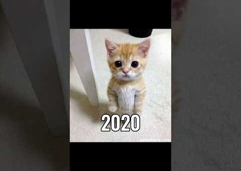 The Most Legendary Cat Memes (Then Vs Now) 💔😥