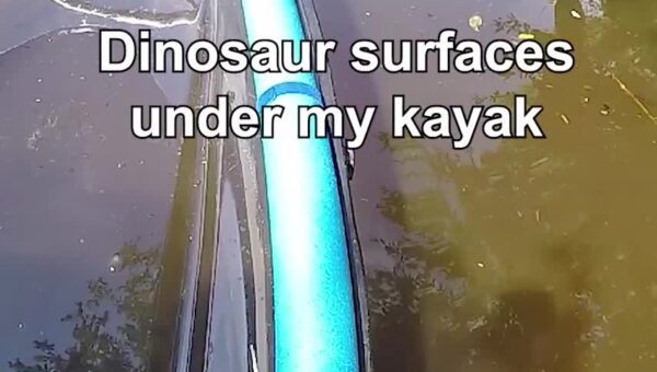 you can’t park here – florida lake lizard probably