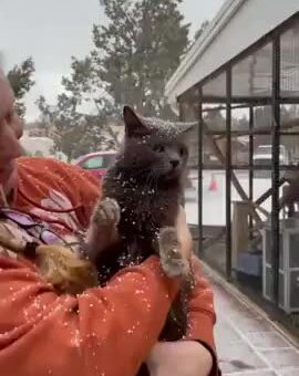 A blind cat experiencing snow for the first time