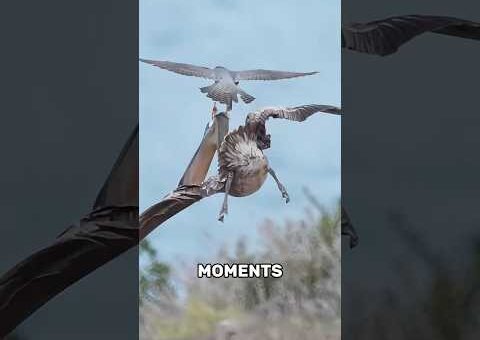 Incredible Moments From the Animal World
