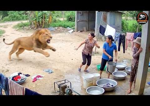 Incredible Safari Moments Caught on Camera