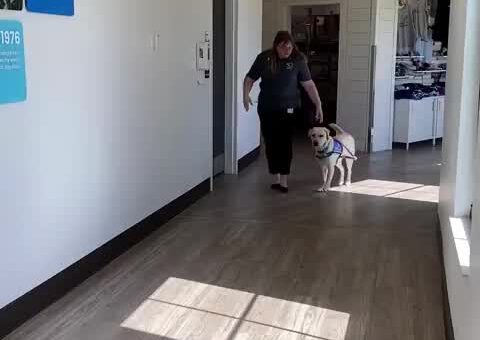 Service dogs reunite with the people who raised them before they graduate