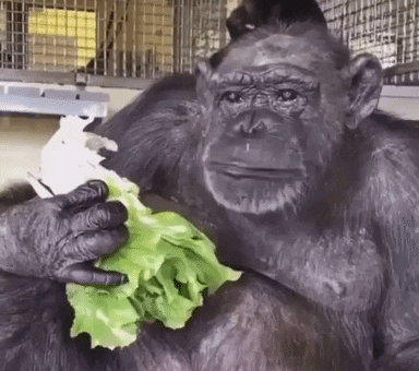 Salad Lettuce GIF by Save the Chimps