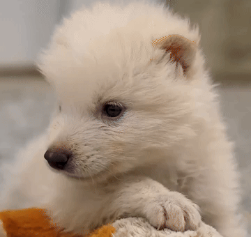 Dire Wolf GIF by Colossal
