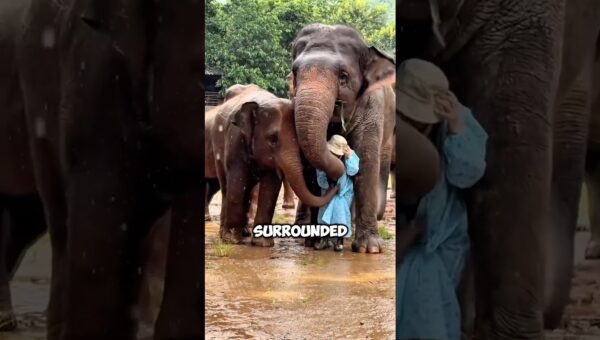 Smartest Animal moments caught on camera #animalmoments #smartanimals #animalintelligence #animals
