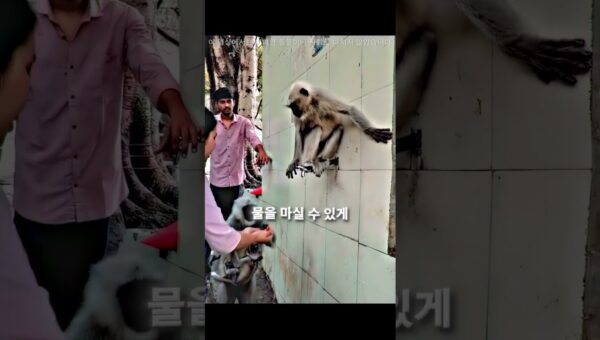 카메라에 잡힌 놀라운 동물 순간들 🐒😳