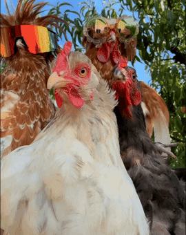 Chicken Hen