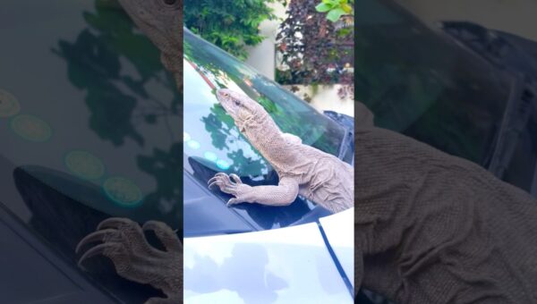 देखिए आज का रेस्क्यू काफी खतरनाक 🦎😯)… #trendingshorts #viralvideo #shorts #reels #viral #snake