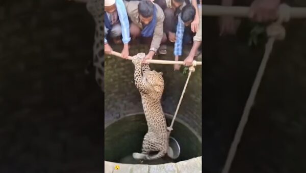 Shocking Animal Moments Caught on Camera #hindi #animals #wildliferescue