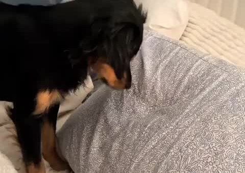 Doggo gets bamboozled by pillow boops