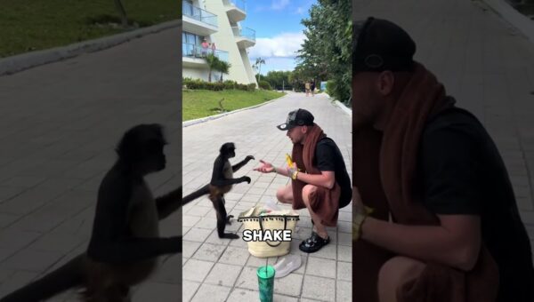Animals Doing the Most Unexpected Things!