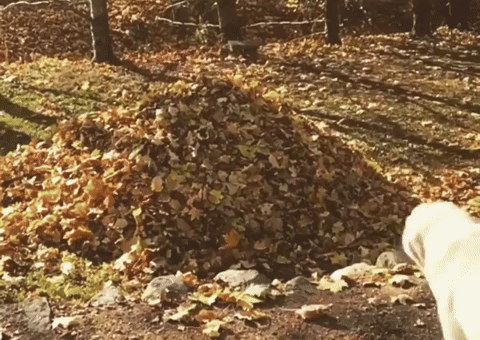 Its Fall Dog